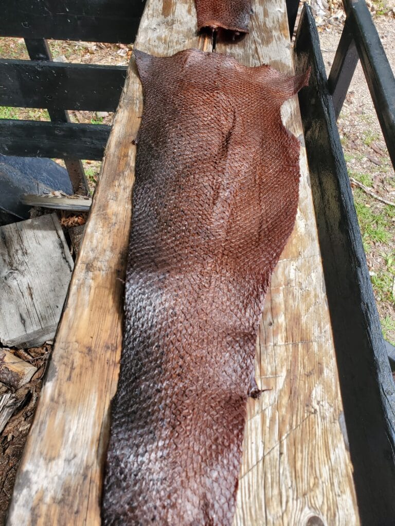 Salmon skin in the oiling and working phase