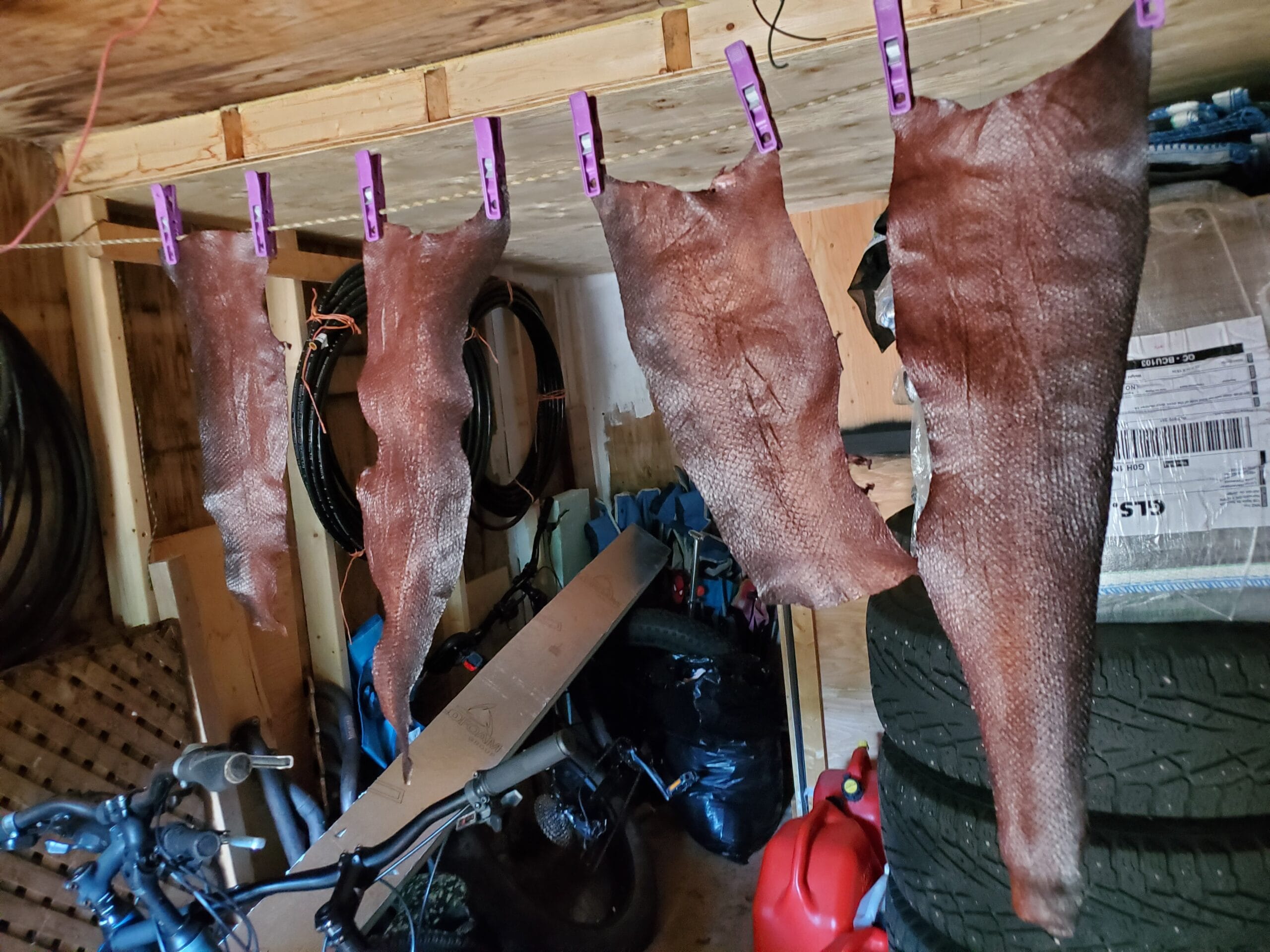 How To Make Salmon Leather (updated method)